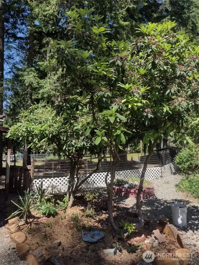 Magnificent blooming rhododendron, trimmed up for more garden