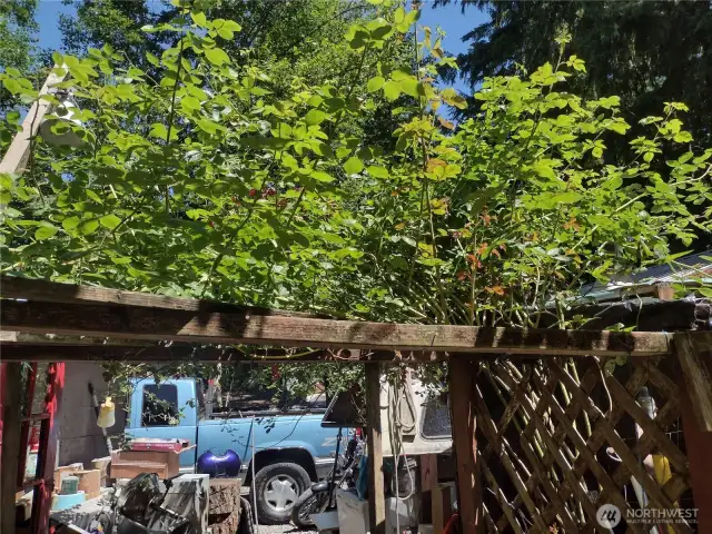 Climbing rose over trellis