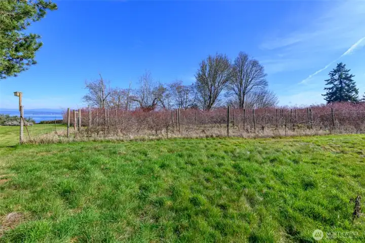 This vineyard with grapes from local winery has produced over 100 bottles of wine!