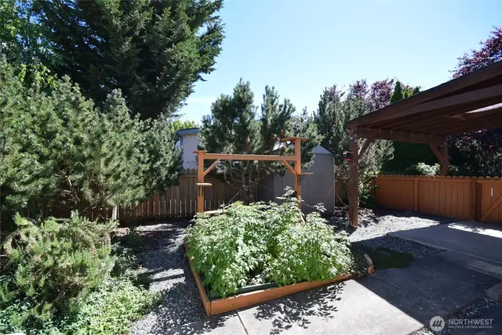 back yard