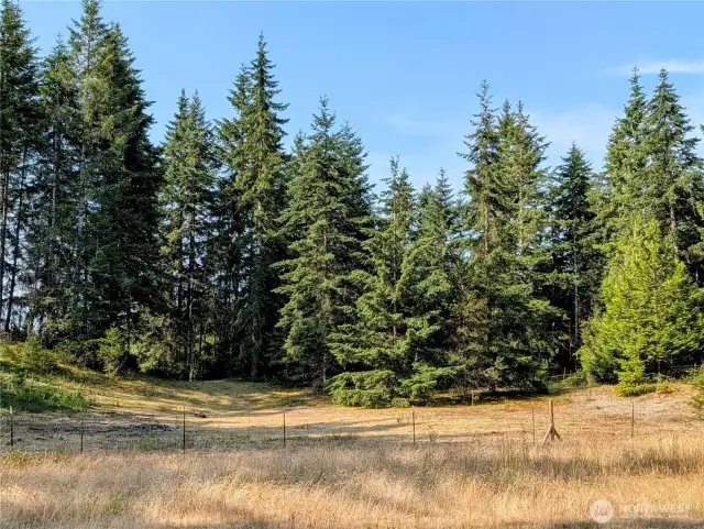 Large pasture.