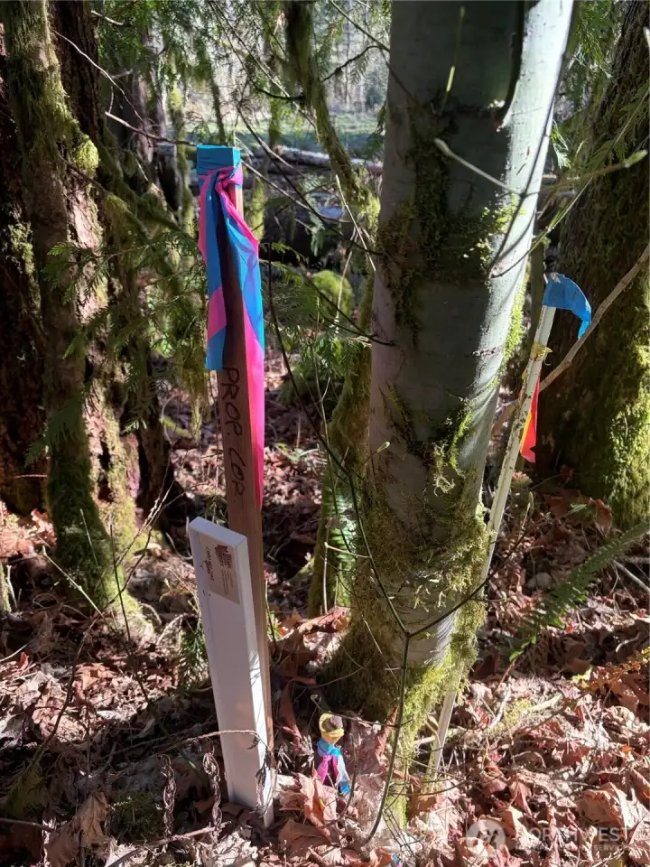 Property is surveyed with corner pin set and flagged.