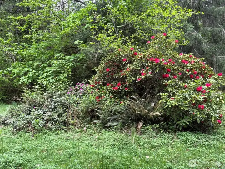 Beautiful Rhododendrons.