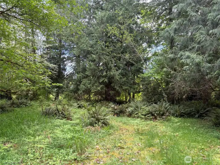 Level useable site with established Cedar trees.