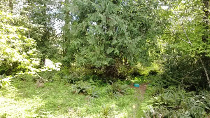 Looking East from clearing towards the old home site and septic system.