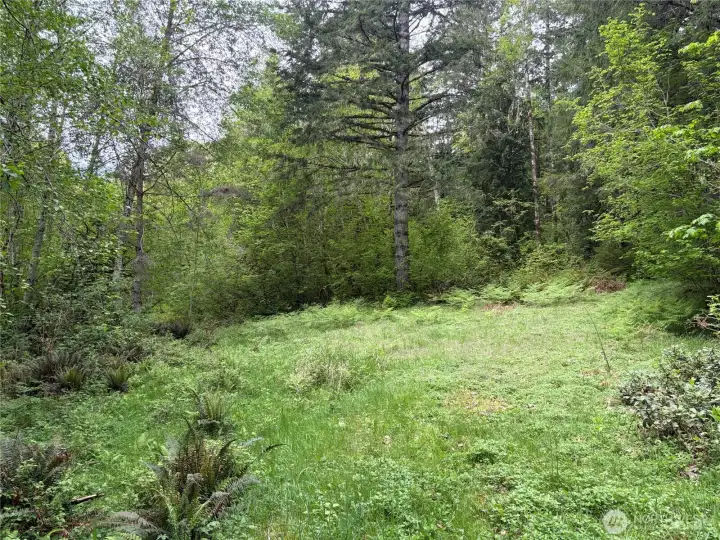 Looking west at the cleared area off the second driveway.