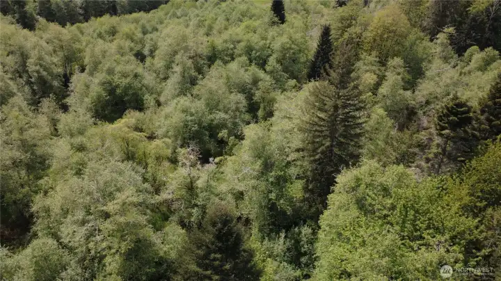 The southern portion of the property.