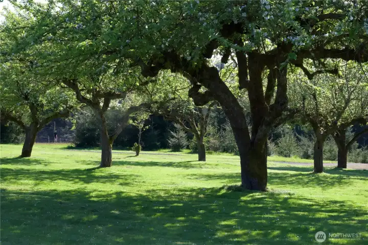 Orchard