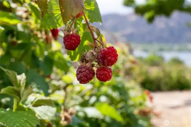 Berries...