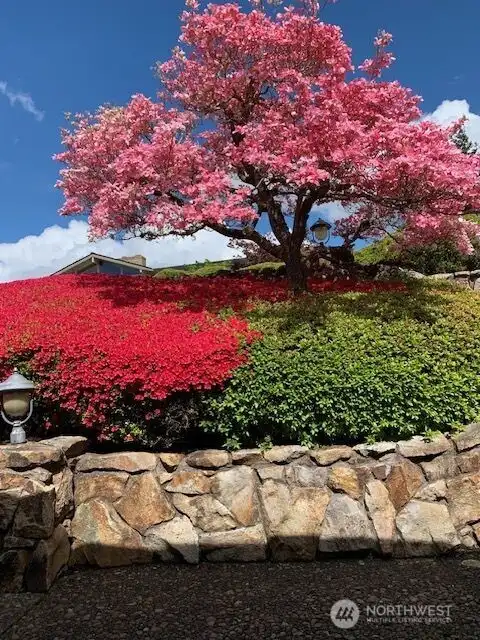 Spring beautiful flowers and tree
