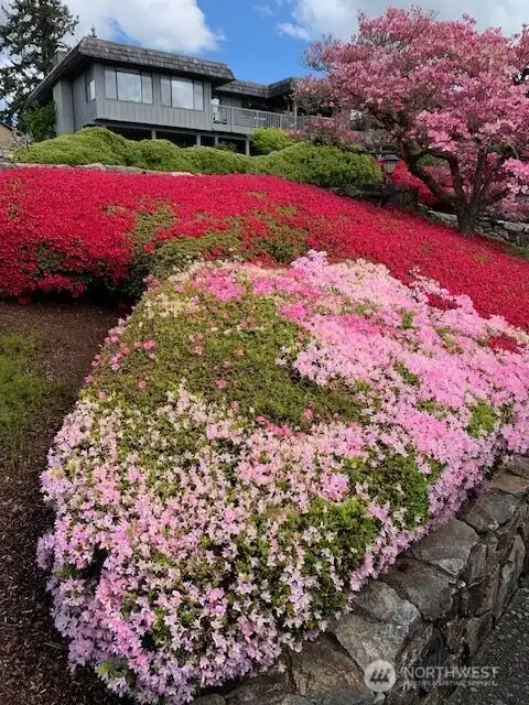 Spring beautiful flowers