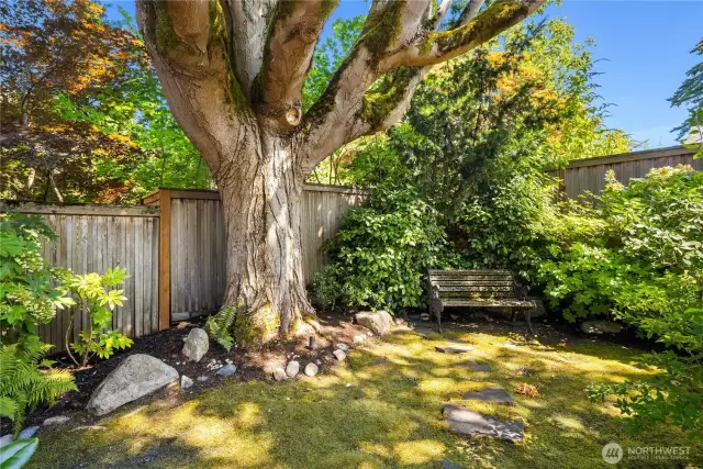 Tucked beneath the shade of a grand old tree, this garden feels like something out of a storybook.