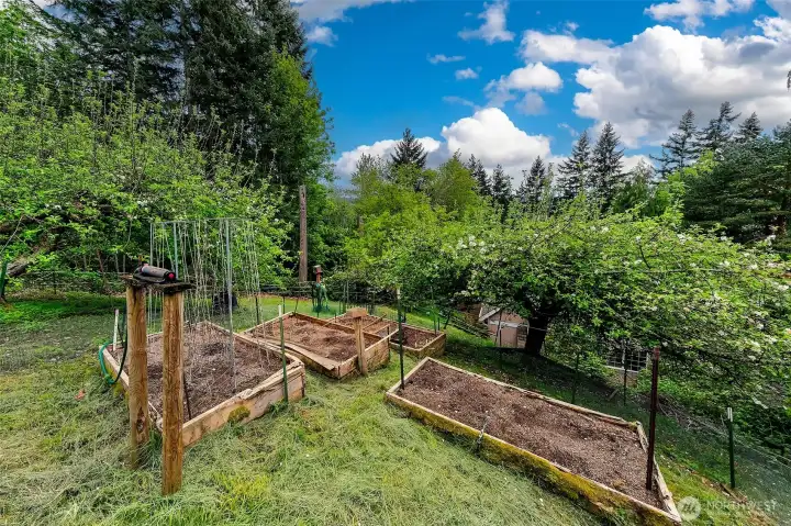 Garden beds and mini orchard with apple, peach, and Italian plumb trees