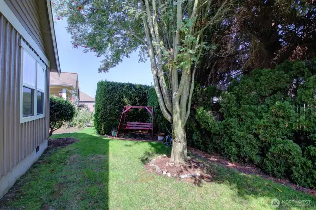 Back yard