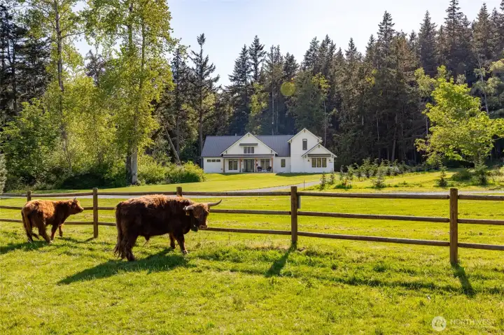 Look at the sweet neighbors...adorable highland cows!!