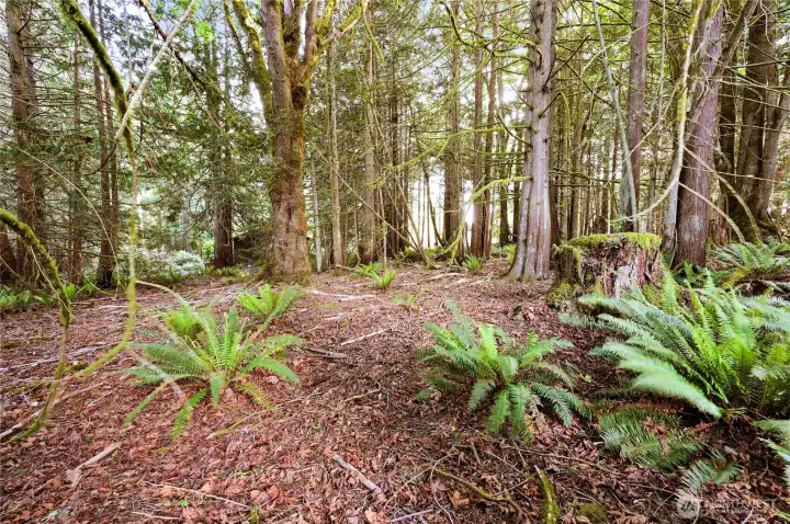One of the few remaining flat lots in the North Bay.
