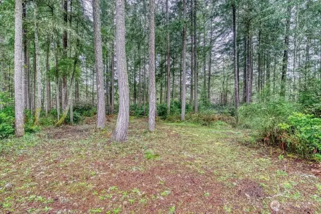 The beautiful Douglas firs throughout this beautiful property.