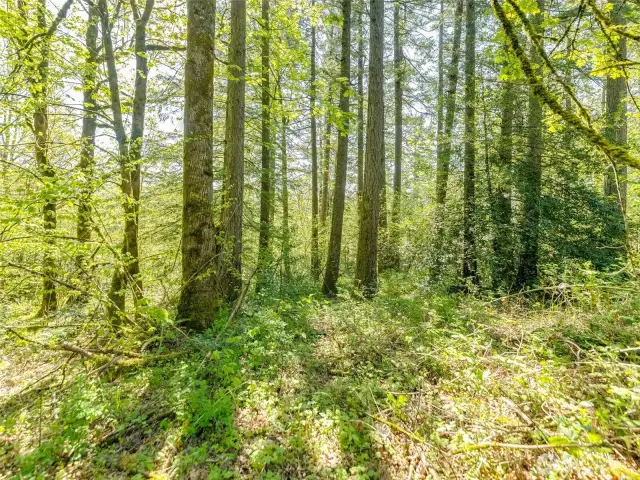 Picture from the ground