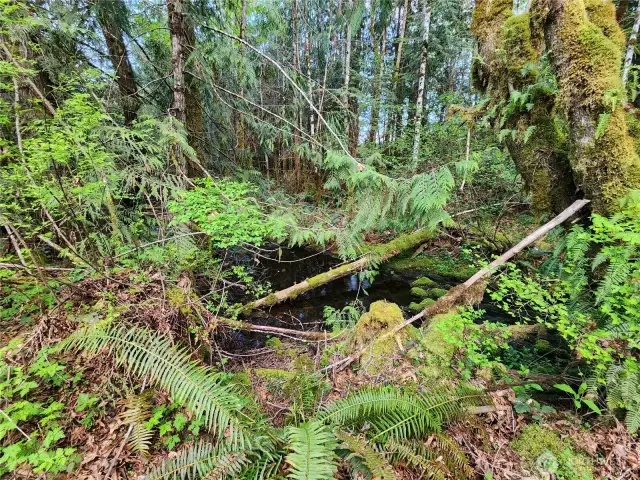 seasonal creek