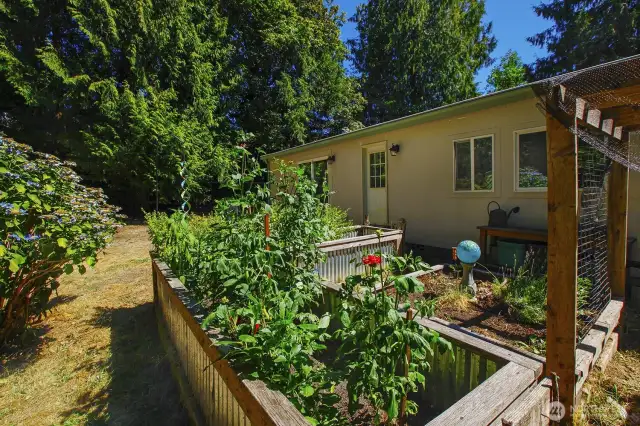 Garden beds in back yard