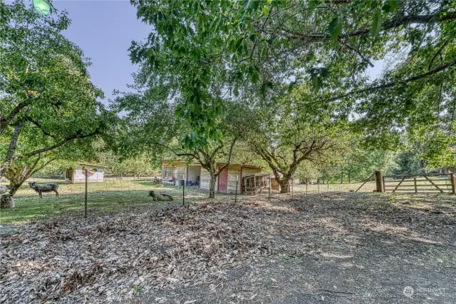 Looking at the chicken coup and another outbuilding. Look at those beautiful pastures. There are tons of high producing fruit trees, and the roughly twenty sheep can stay if you wish.