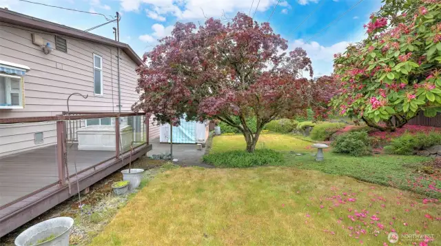 Surrounded by vibrant greenery and flowering trees, this backyard offers a charming wooden deck and a spacious patio, plus plenty of garden space—perfect for morning coffee or an evening drink