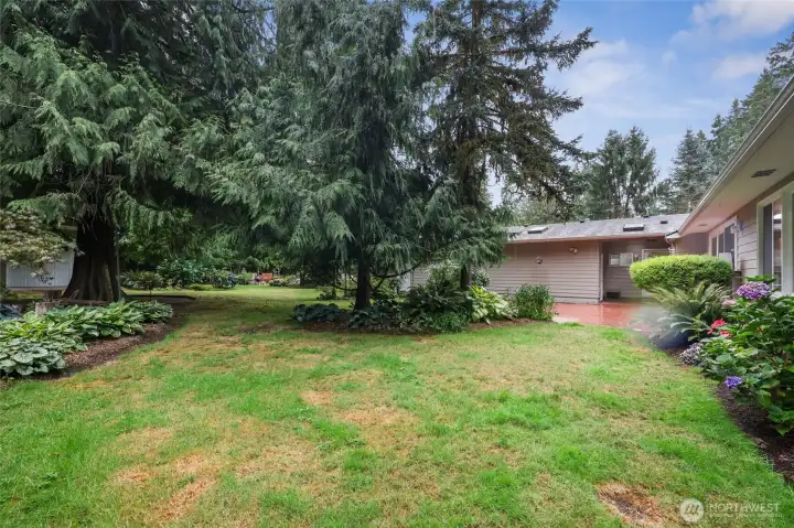 Another view of the back yard