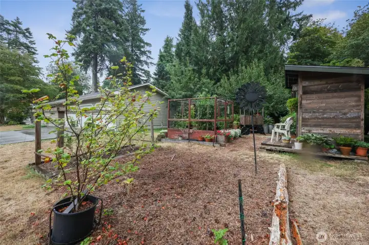 To the west of the garage is a beautiful garden area complete with Fruit bearing trees and a additional rustic potting shed