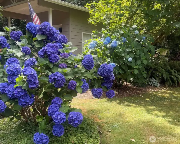 Some of the hydrangeas
