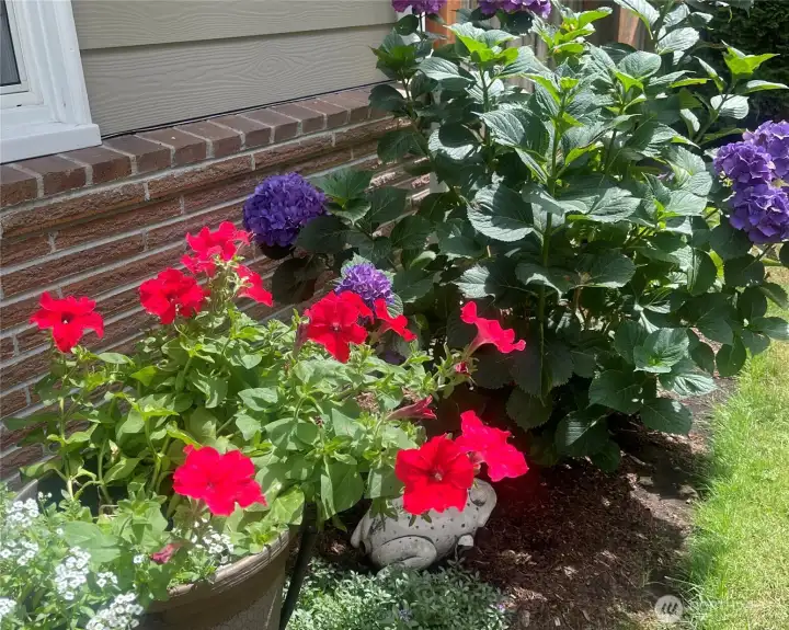 More flowers ready to pop again in the spring