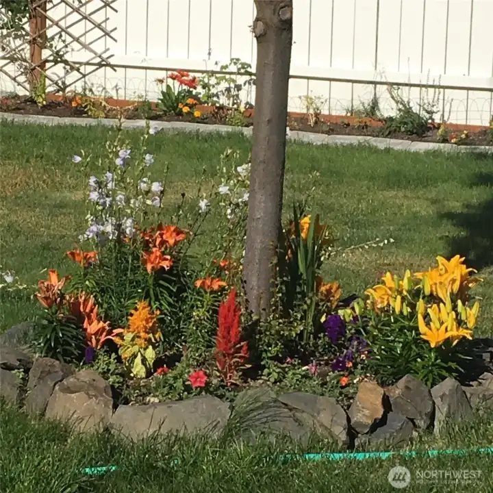 Look at the amazing spring/summer time flowers in the back yard.