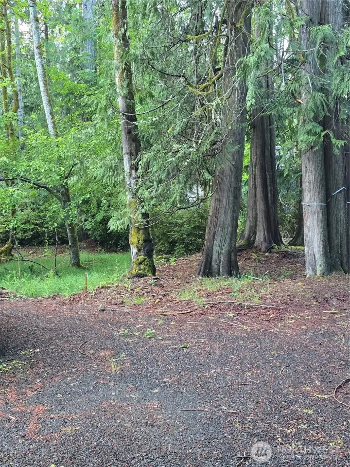Partially wooded lot. Partially wooded lot.