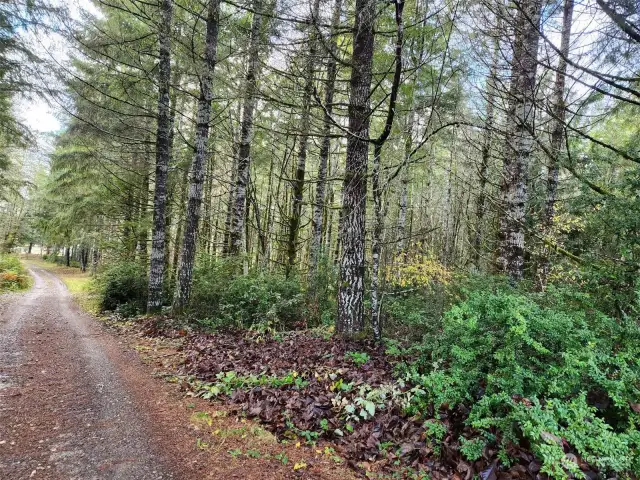 2+ Acres of Marketable Timber! Trails