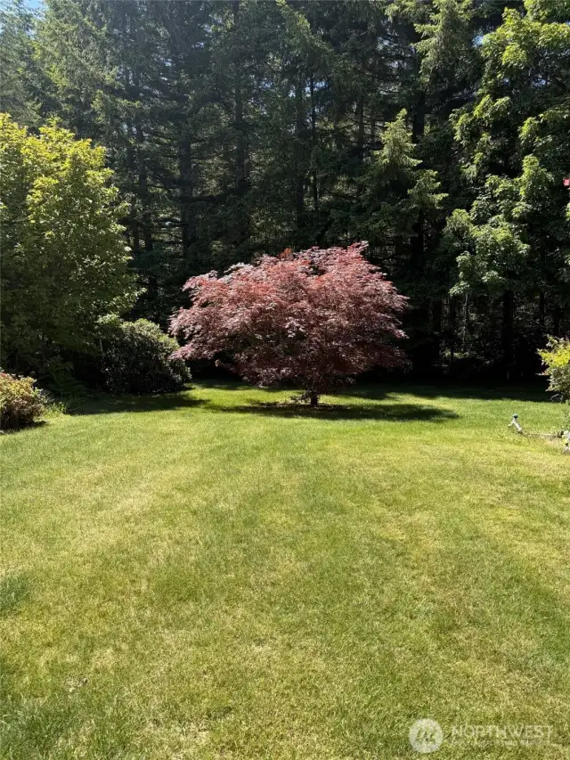 Plum Tree!