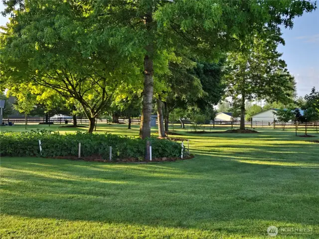 Yard before summer dried out the grass.