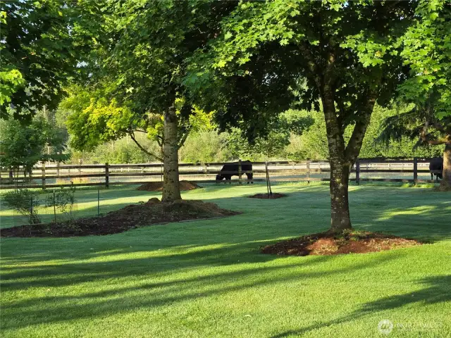 Park like with shade trees.