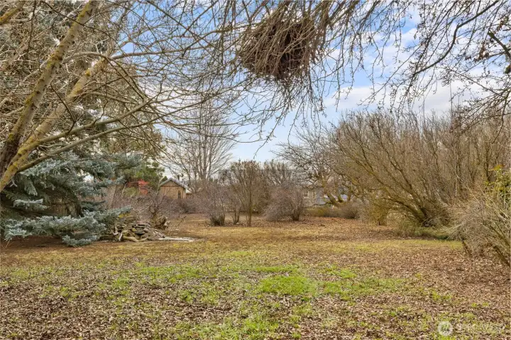 back yard and garden area.  Fruit trees included!