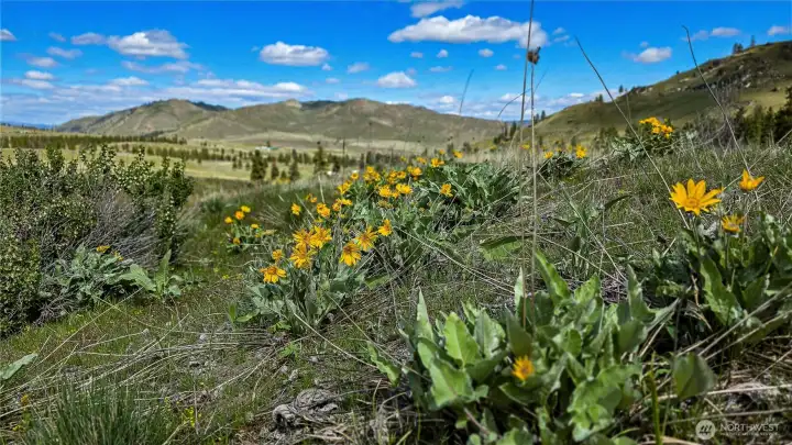 Balsam root is a welcome sign as the first blooms of spring!