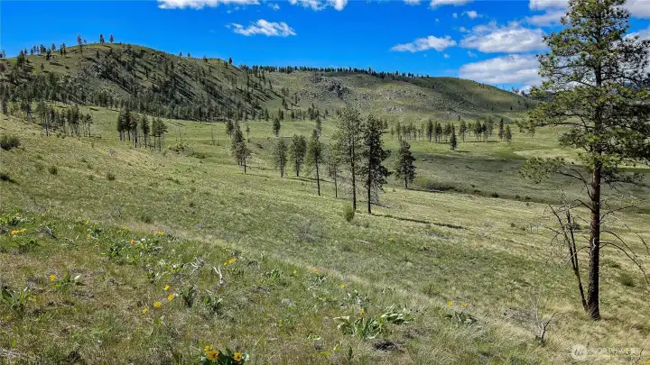 Studded with trees, and surrounded by public lands