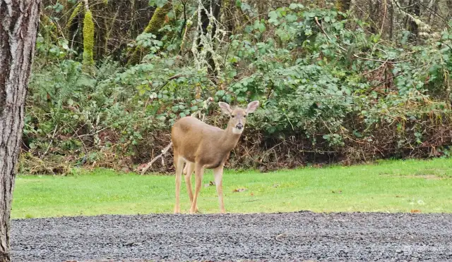 Deer frequently wander around the yard