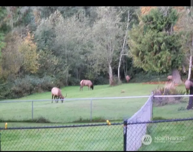 Elk in the yard a couple of years ago