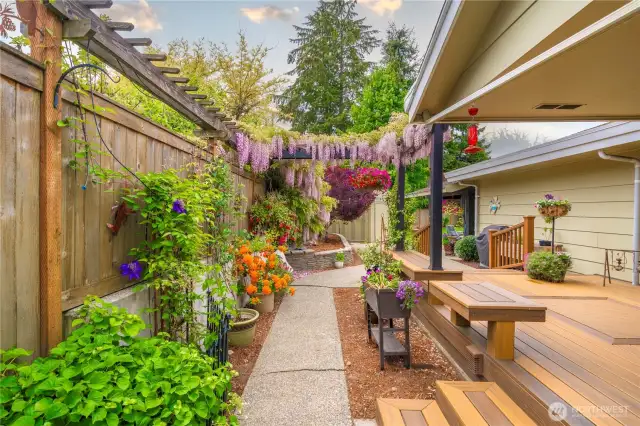 The Wisteria is in Full Bloom and creates a stunning canopy in the side yard