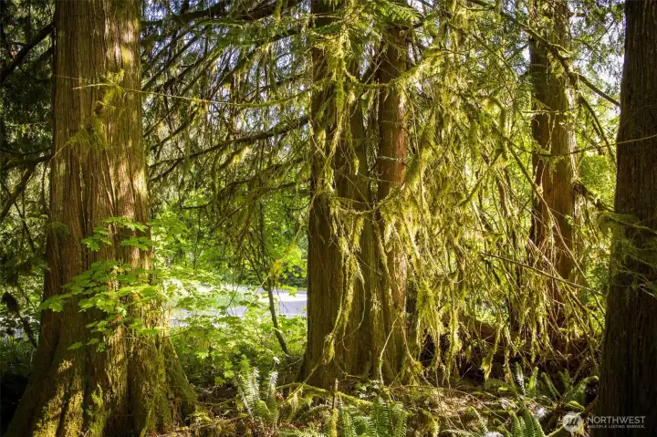 Incorporate authentic cedar trees throughout your build. Incorporate authentic cedar trees throughout your build.