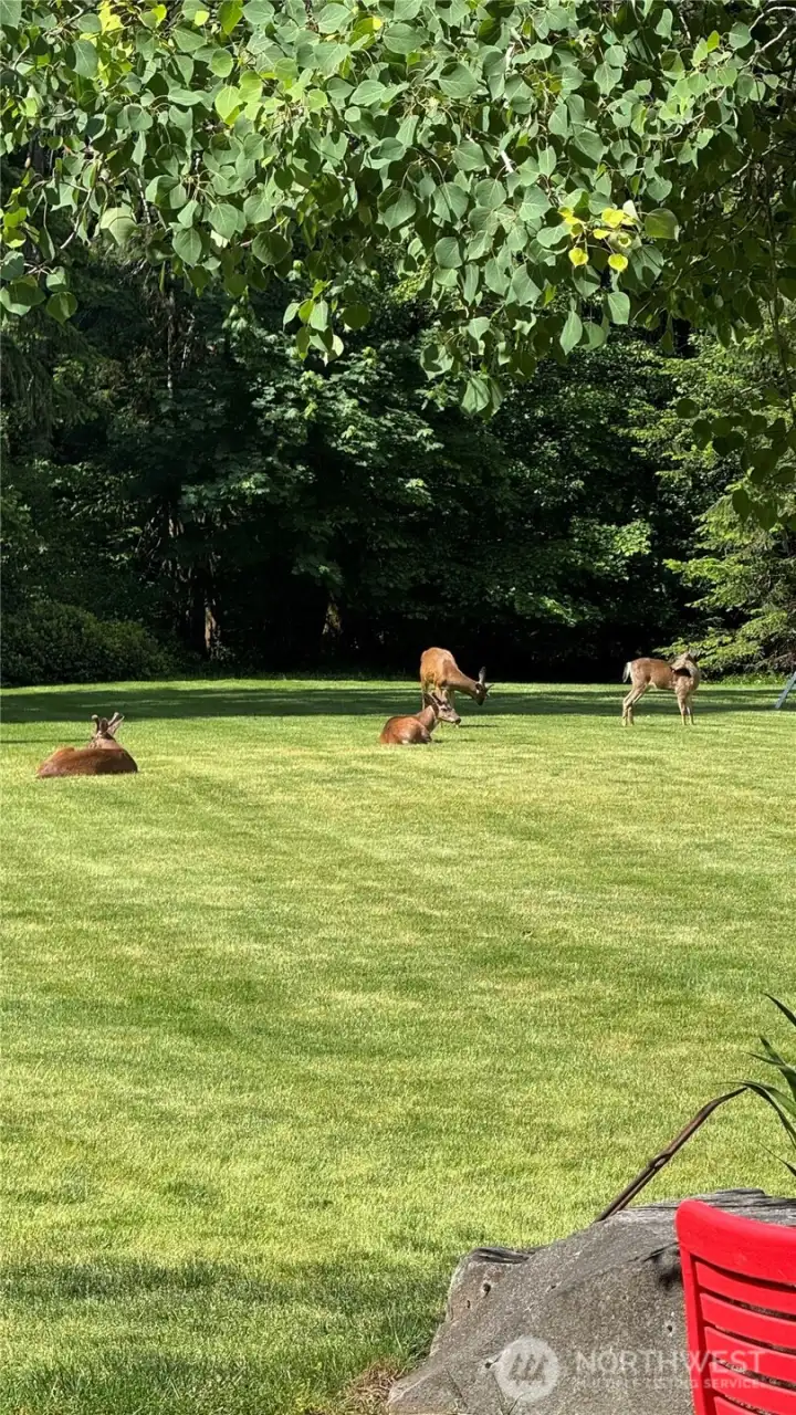 There are so many magical spots to enjoy on this property. Here a few of the locals are also enjoying it!