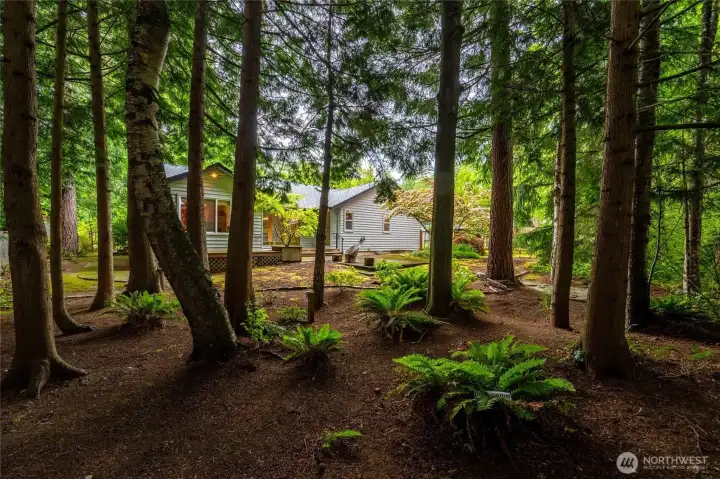 Looking through the evergreens toward the rear of the home.