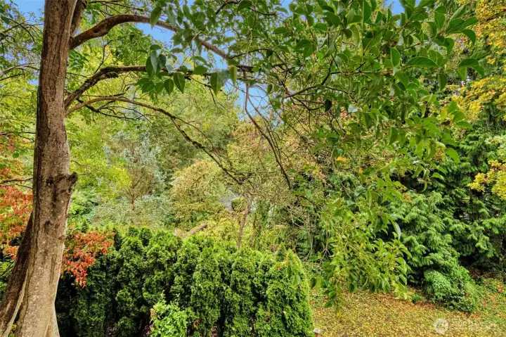 Overlooks natural greenbelt.