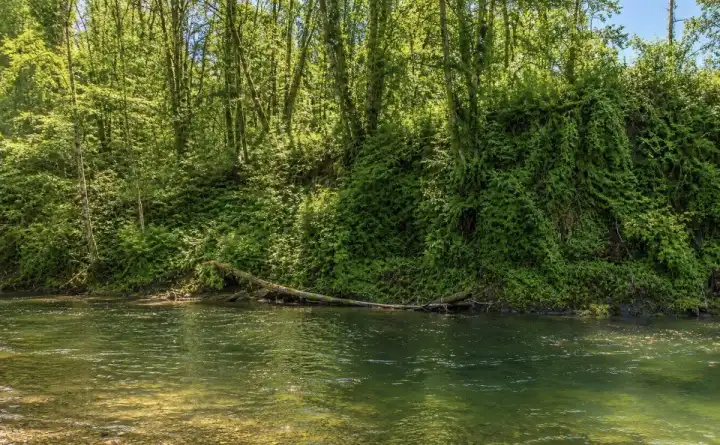 This is a picture of the property from across the river lookin g at the subject river frontage This is a picture of the property from across the river lookin g at the subject river frontage