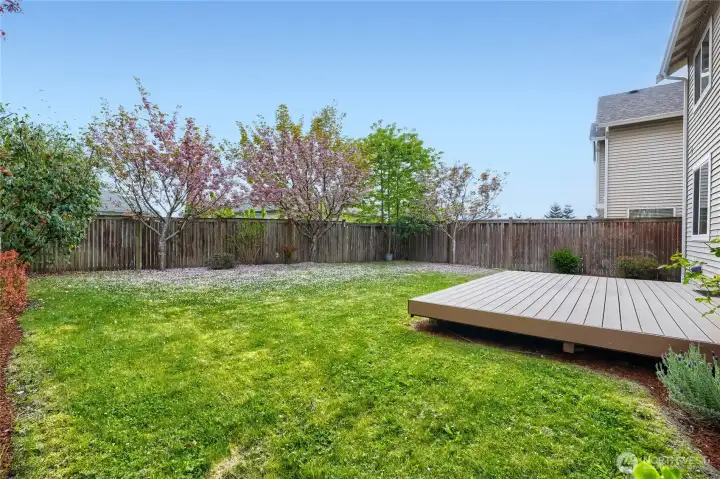 Large private backyard with stunning cherry blossom trees