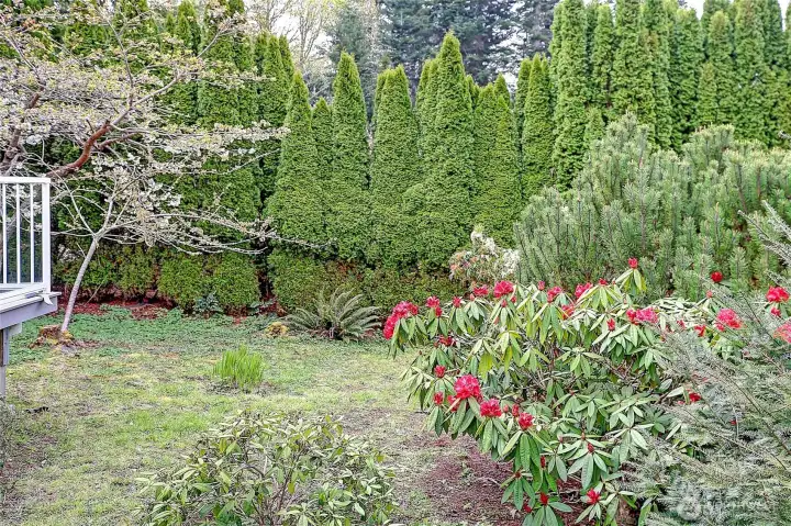 Colors of spring are a poppin...red rhodies!