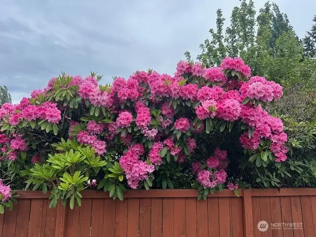 Gorgeous Rhododendrons in the spring!